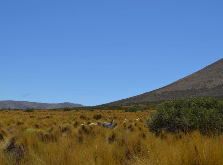 3750 Ha en Venta - Ganaderas - Ranquilon - Neuquen - 2
