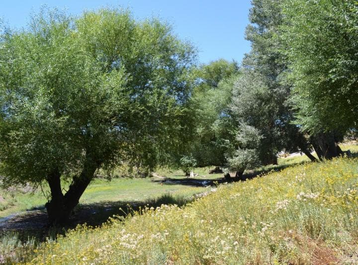 3750 Ha en Venta - Ganaderas - Ranquilon - Neuquen - 4