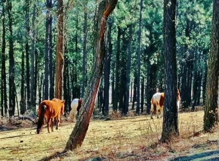 Venta Lote Pinar de Los Ciervos - 4