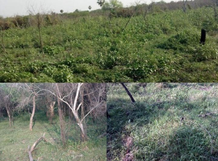 Campo Ganadero de 2.217 ha en Las Lomitas – Bañado La Estrella, Formosa - 4
