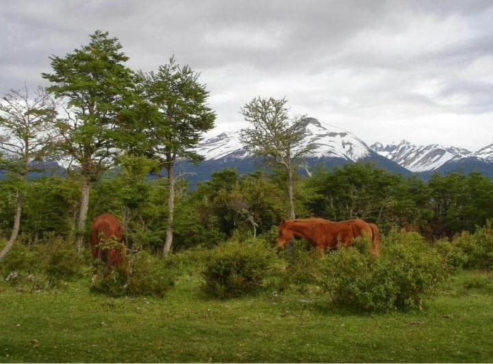 Terreno Venta Patagonia Chubut 2,8 Ha Pesca con Mosca Frente Sobre Ruta Bosque Nativo - 3