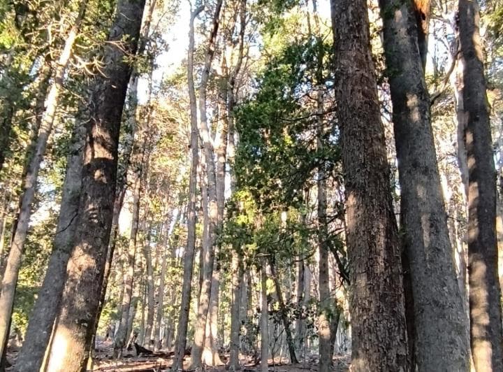 Lote de 70 Ha en Villa La Angostura - 2