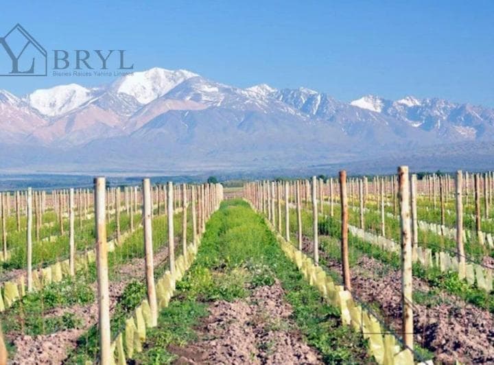 Venta Lote en Tupungato Valley Provincia de Mendoza. Ubicado Frente Viñedo - 4