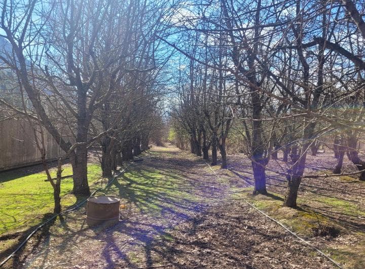Se Vende Chacra con Producción de Cerezas en La Localidad de El Hoyo. C/ Costa de Rio Epuyen - 3