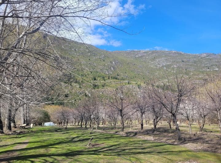 Se Vende Chacra con Producción de Cerezas en La Localidad de El Hoyo. C/ Costa de Rio Epuyen - 4