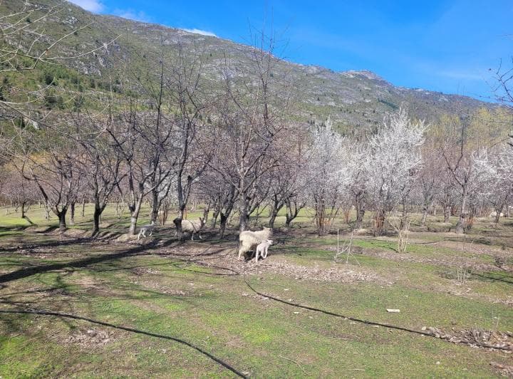 Se Vende Chacra con Producción de Cerezas en La Localidad de El Hoyo. C/ Costa de Rio Epuyen - 5