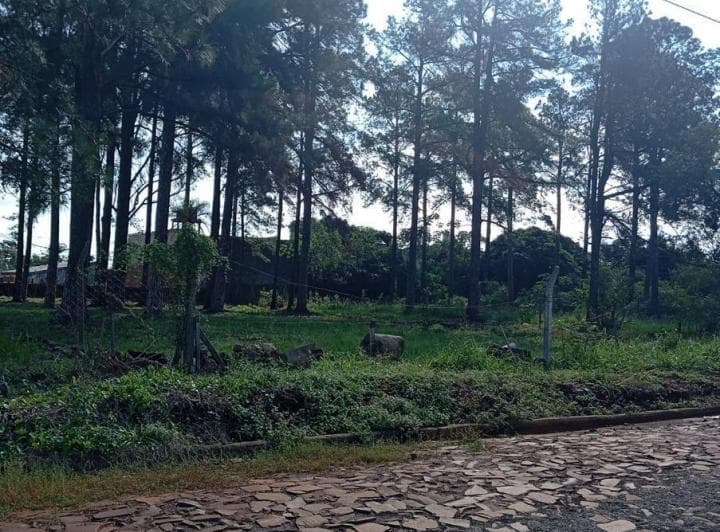 Tf815 - Terreno en Venta - 900 m² - Itaembé Miní - 4