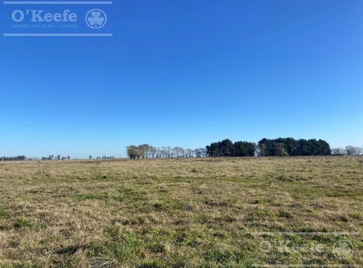 450 Has Magdalena - Campo en Venta a m de Ruta 36! - 4