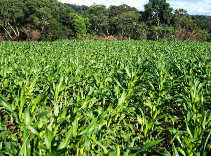 Campo en Campo Mixto - 7200 Has - Metan, Salta - Argentina. - 2