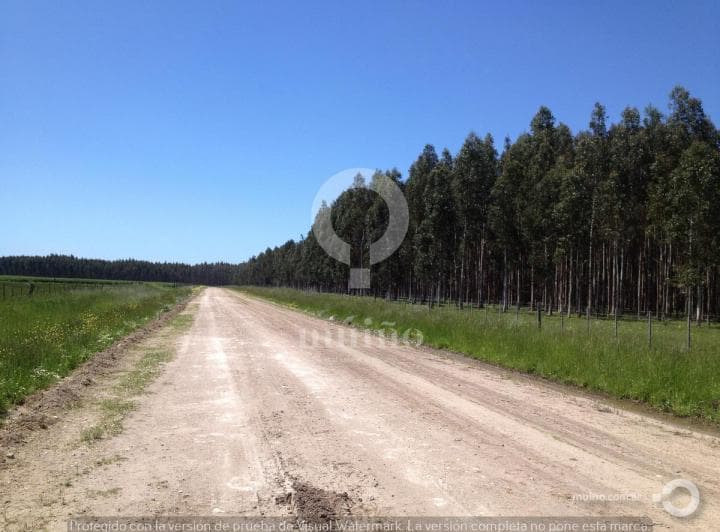 Campo - Necochea - 4