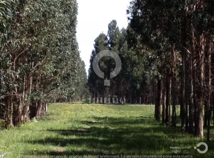 Campo - Necochea - 3