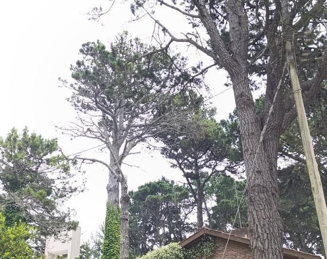 Departamento de 2 Ambientes Terraza en Montecarlo, Pinamar - 5