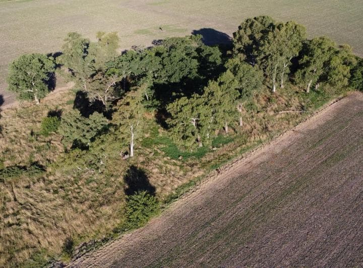 20 Ha Agricolas en Roque Perez - 5