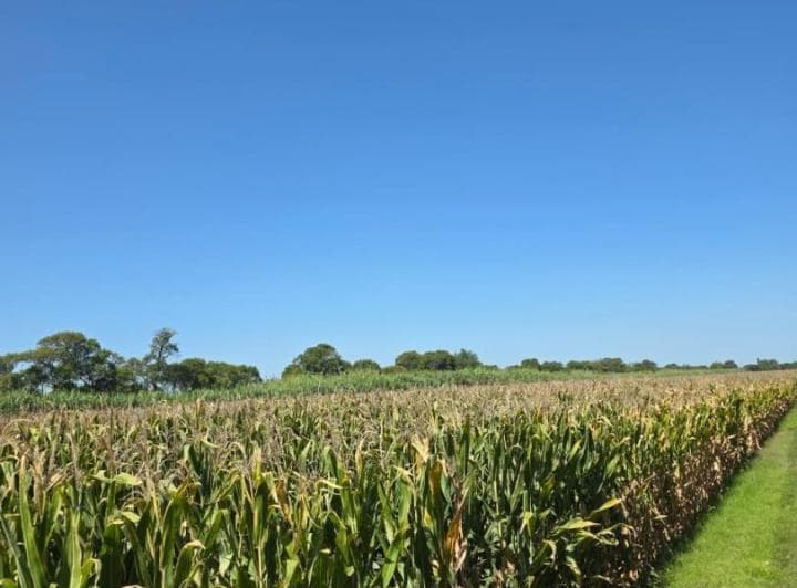 Venta Campo Agricola con Casa y Galpon 118 Has Cno60 Cuadras - 2