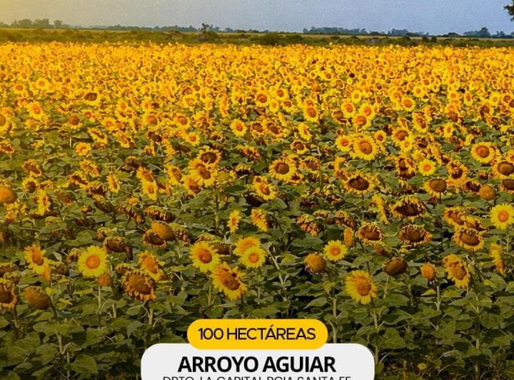 Arroyo Aguiar 100 Has Agricola, Ganadera, Turistica - 4
