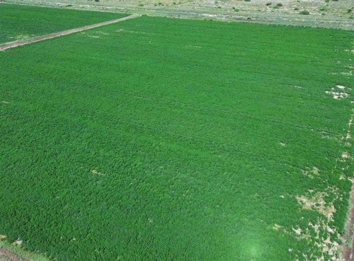 Finca Agrícola de 76 Ha con Doble Derecho de Riego – Jocolí Viejo, Lavalle a 5 Min de Villa Tulumaya - 3