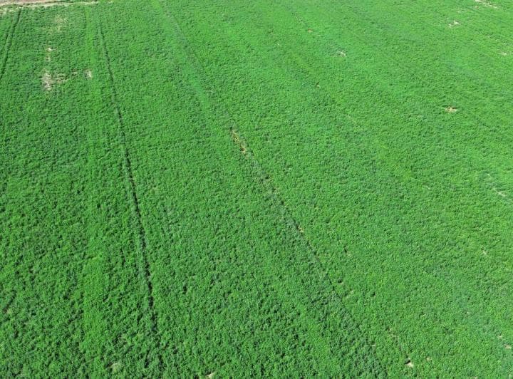 Finca Agrícola de 76 Ha con Doble Derecho de Riego – Jocolí Viejo, Lavalle a 5 Min de Villa Tulumaya - 5