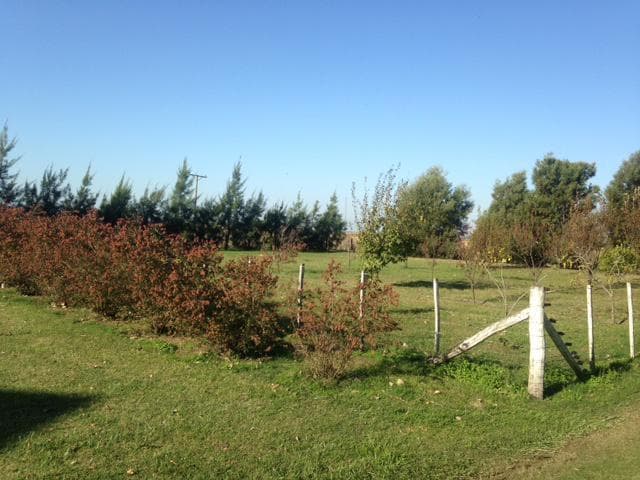 Campo - Las Flores - 2