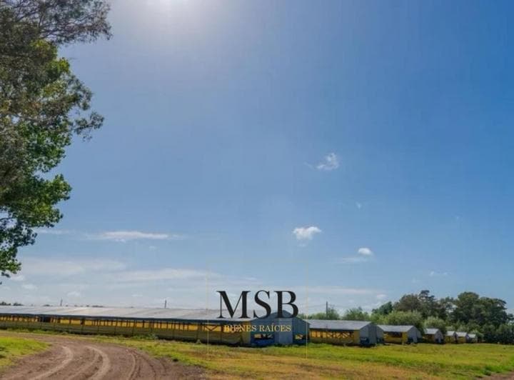 Campo - Norberto de La Riestra - 4