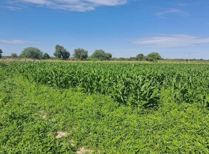 Venta Campo Lugones Santiago del Estero - 4