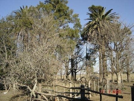 Campo en Ranchos - 5