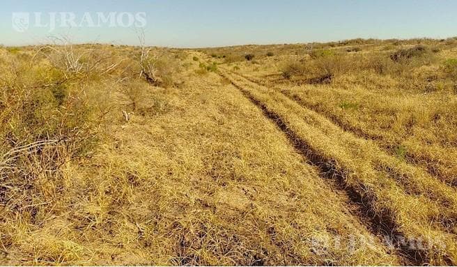 14500 Ha Ganaderas La Paz, Mendoza - 4