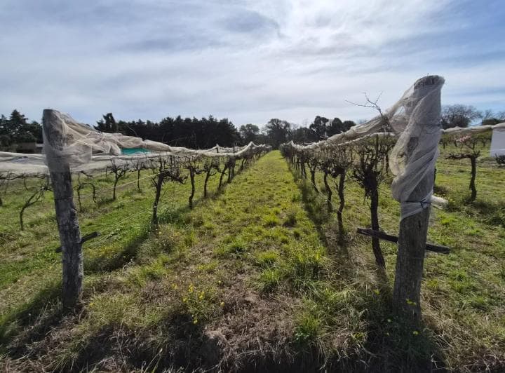 Venta Finca con Viñedo Colonia Caroya - 3