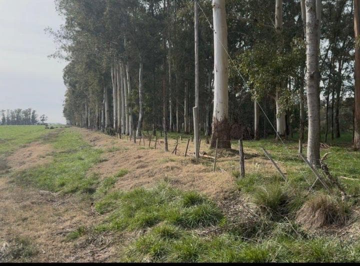 Oportunidad Venta Campo 21 Ha Sobre Ruta 5 (Km 135) - Suipacha | Apta Comercial, Agro E Inversión. m - 2
