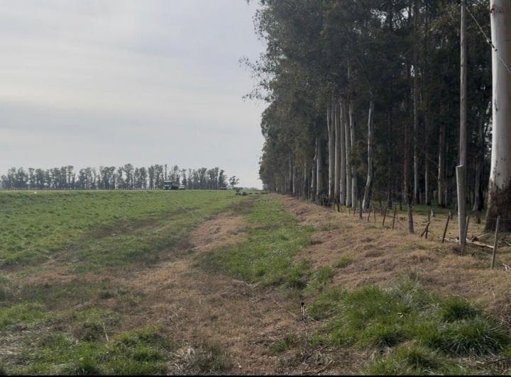 Oportunidad Venta Campo 21 Ha Sobre Ruta 5 (Km 135) - Suipacha | Apta Comercial, Agro E Inversión. m - 3