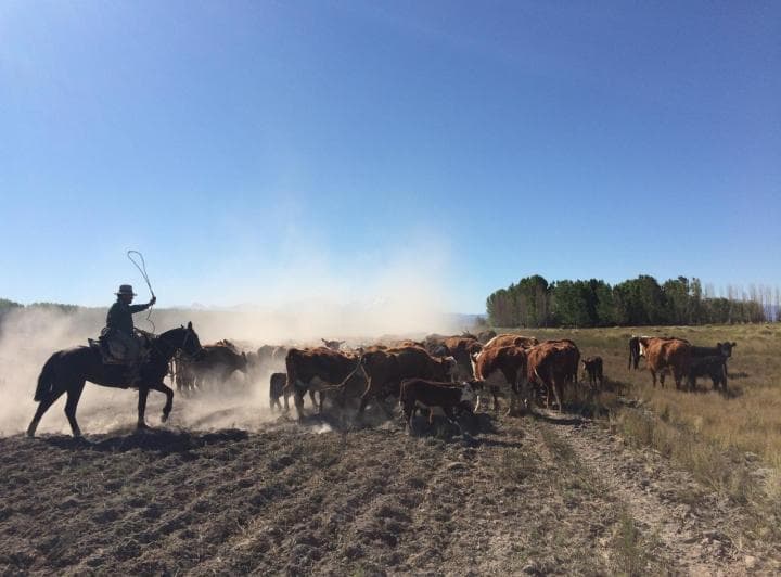 Campo Agropecuario en La Junta - 2