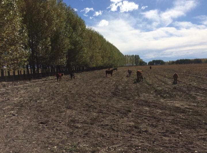 Campo Agropecuario en La Junta - 3
