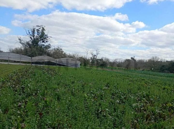 Venta de 5 Hectares Agricolas - 5