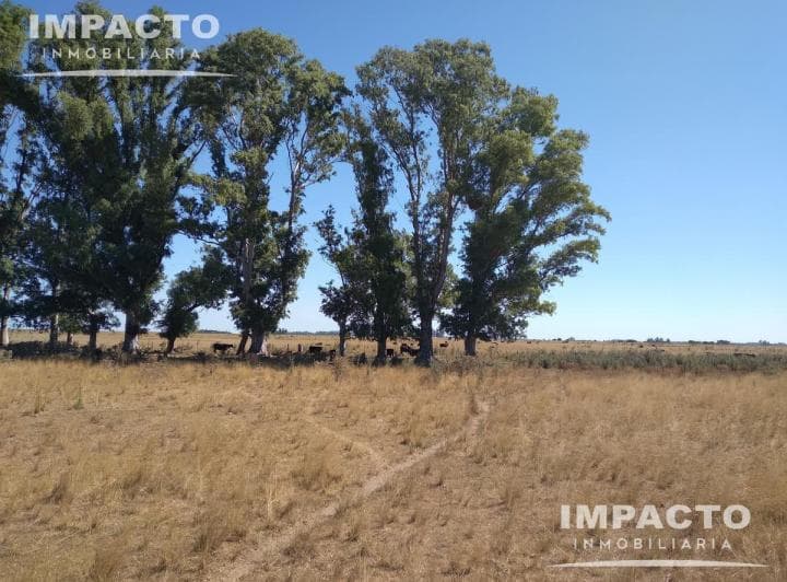 En Venta Campo Ganadero 455 Has en Magdalena, Buenos Aires - 5