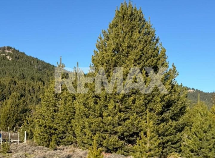 Lote Terreno Meliquina 1.000 m² - 3