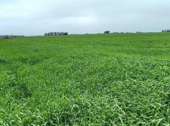 Venta de Campo Agrícola en Soriano - 2
