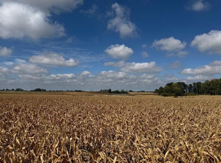 Venta de Campo Agrícola en Soriano - 5