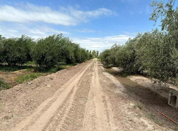 Finca en Venta 18.5 Has de Olivos, 3 de Mayo Lavalle - 2