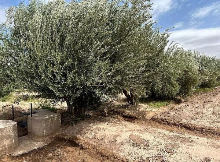 Finca en Venta 18.5 Has de Olivos, 3 de Mayo Lavalle - 3
