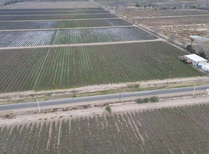 Finca en Venta - 52 Ha - Malbec con Tela Antigranizo – Rivadavia, Mendoza - 4