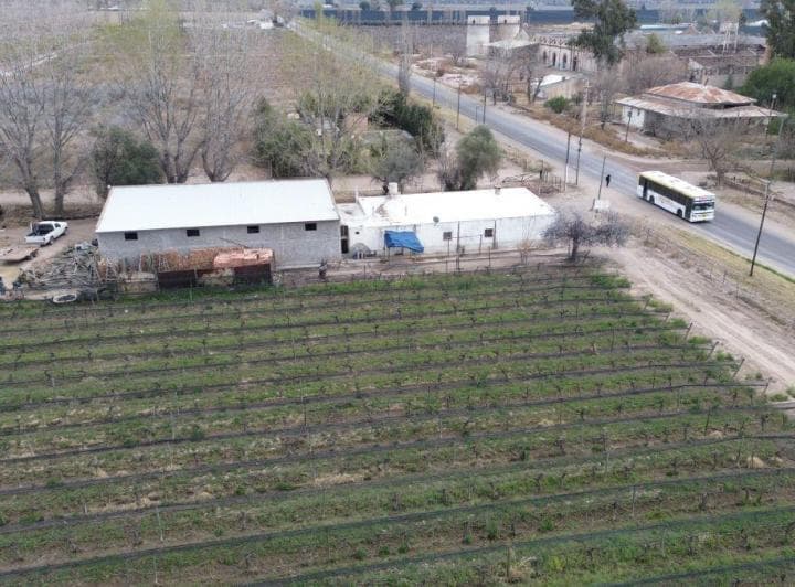 Finca en Venta - 52 Ha - Malbec con Tela Antigranizo – Rivadavia, Mendoza - 3