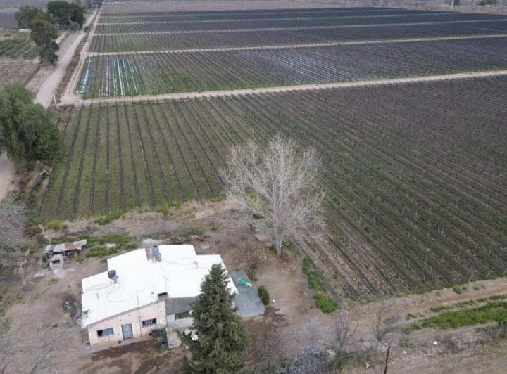 Finca en Venta - 52 Ha - Malbec con Tela Antigranizo – Rivadavia, Mendoza - 5