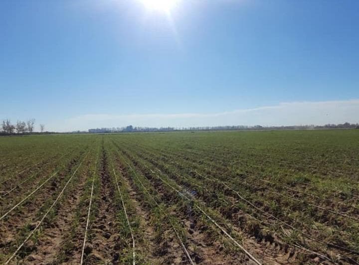Finca de 25 Ha en Producción de Ajo - 4