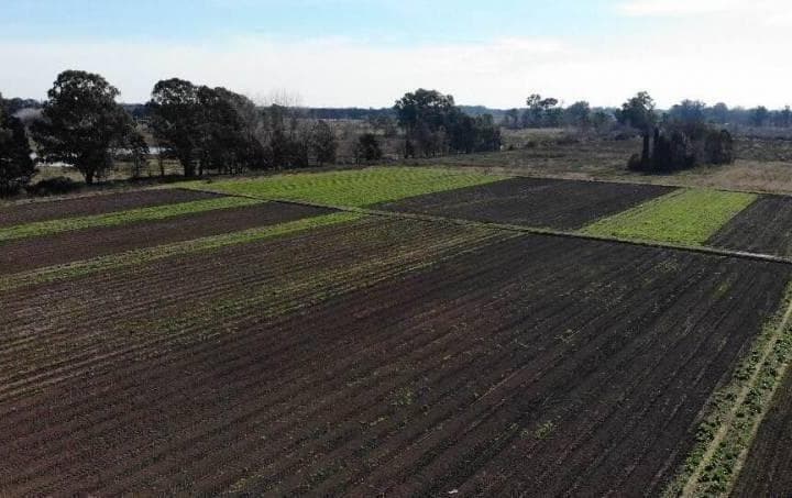 Venta Campo Pilar - 3