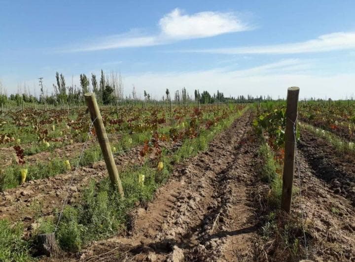 Finca en Venta - Productiva con Cultivo de Vid - Lavalle - 4