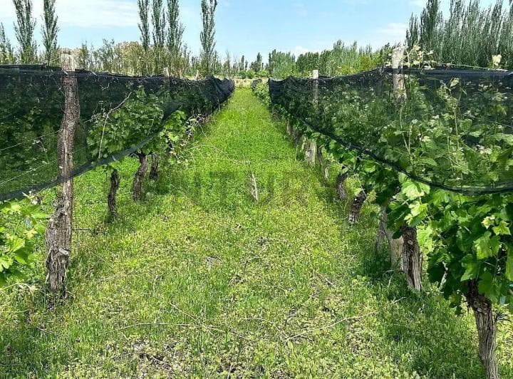 Finca en Venta - Productiva con Cultivo de Vid - Lavalle - 5