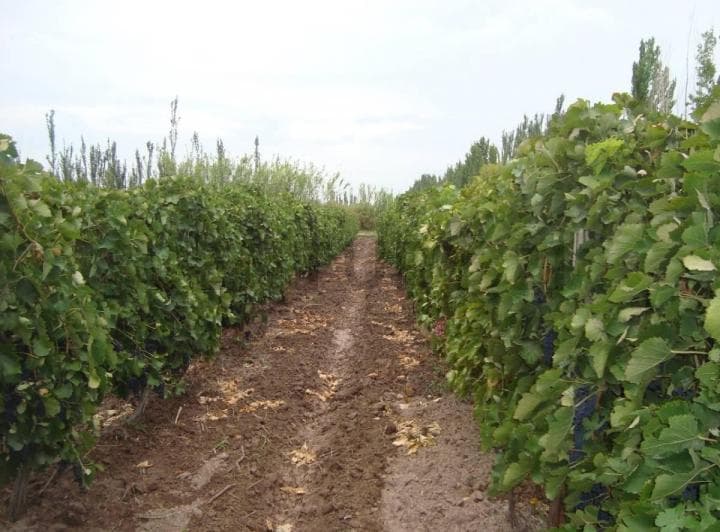 Finca en Venta - Productiva con Cultivo de Vid - Lavalle - 2