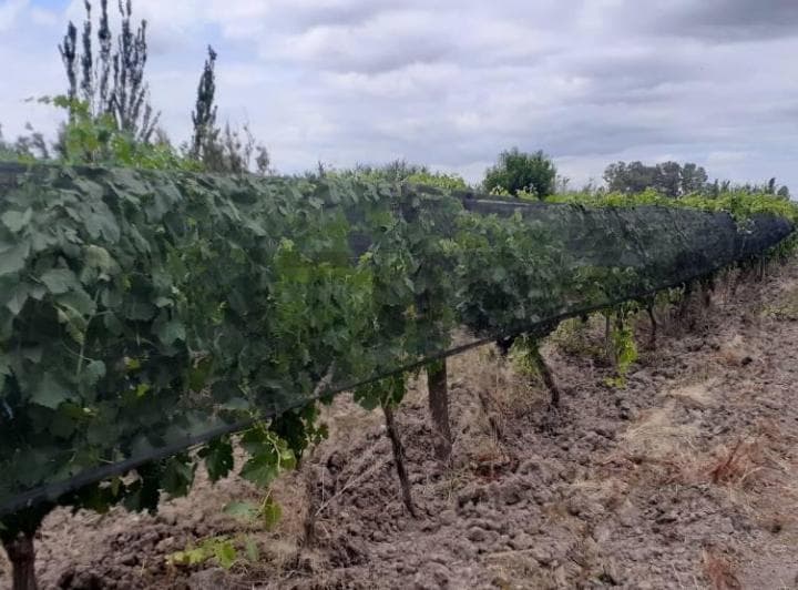 Finca en Venta - Productiva con Cultivo de Vid - Lavalle - 3