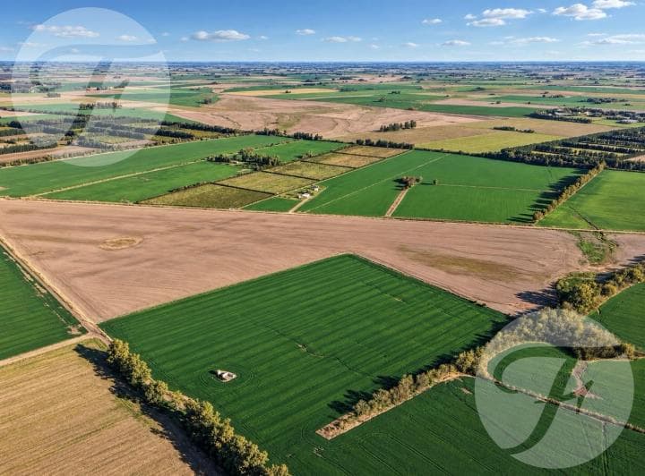 Campo Agrícola de 43,43 Hectáreas en Venta – 3 Parcelas Independientes – Doyle, San Pedro - 4