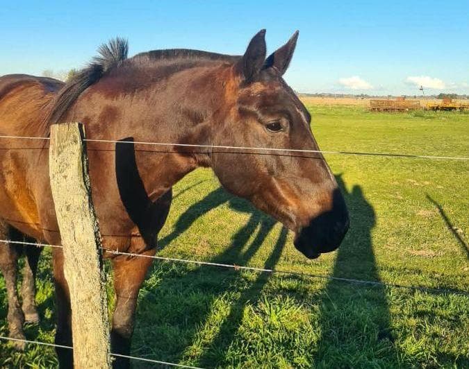 Campo Mixto 392hras con Posibilidad Venta Tranquera Cerrada - 3