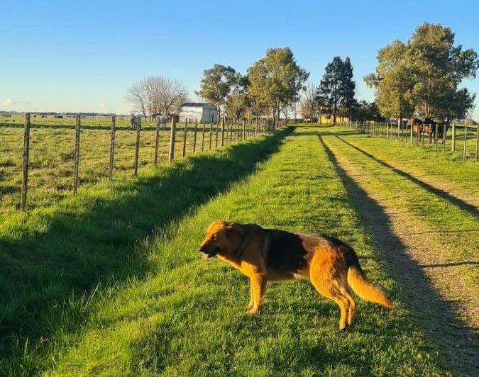 Campo Mixto 392hras con Posibilidad Venta Tranquera Cerrada - 4